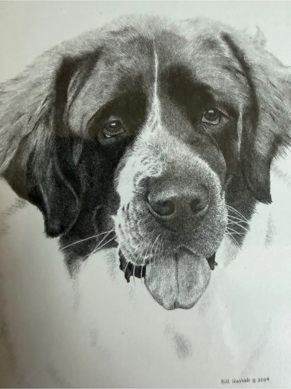 Saint Bernard Dog Note Cards (8) Fine Art Drawing